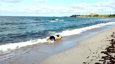 bulgaria-aparecen-vacas-muertas-en-las-costas-del-mar-negro