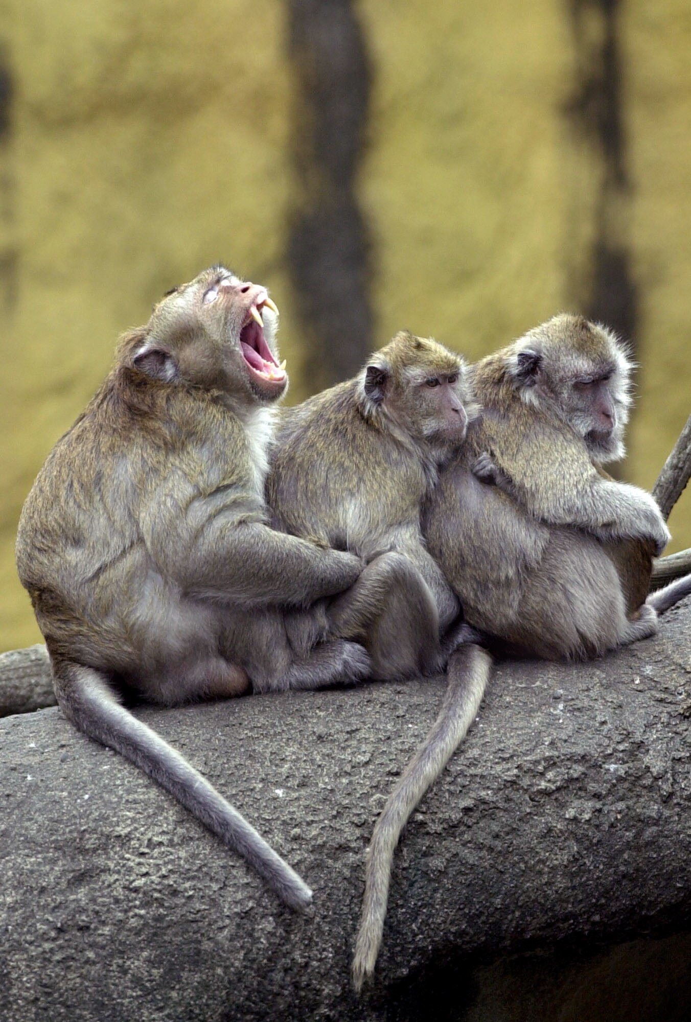 el-comportamiento-homosexual-es-comun-y-hereditario-en-los-macacos