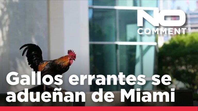 no-comment-los-gallos-se-aduenan-de-las-calles-de-miami